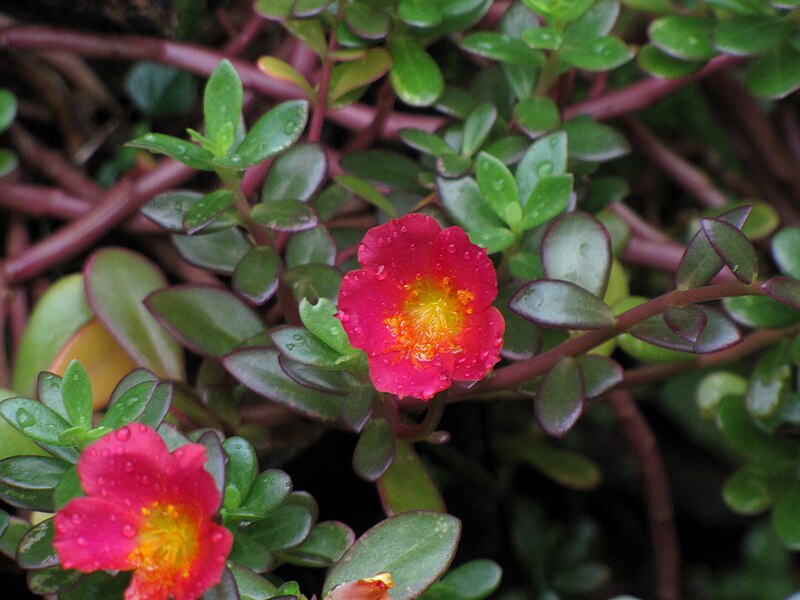 File:Portulaca-from-Koovery-1.jpg