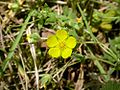 Potentilla reptans fg01.JPG