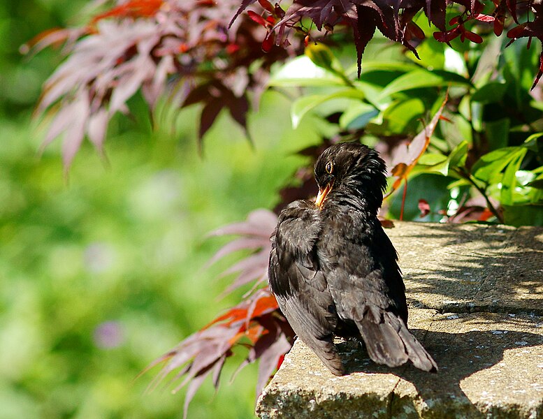 File:Preening (5939297255).jpg