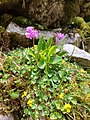 Primula carniolica.jpg