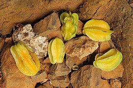 Fruits de carambolier.