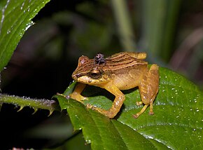 Descripción de la imagen Pristimantis dorsopictus01.jpg.