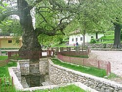 Prizren, 800 let starý platan.jpg