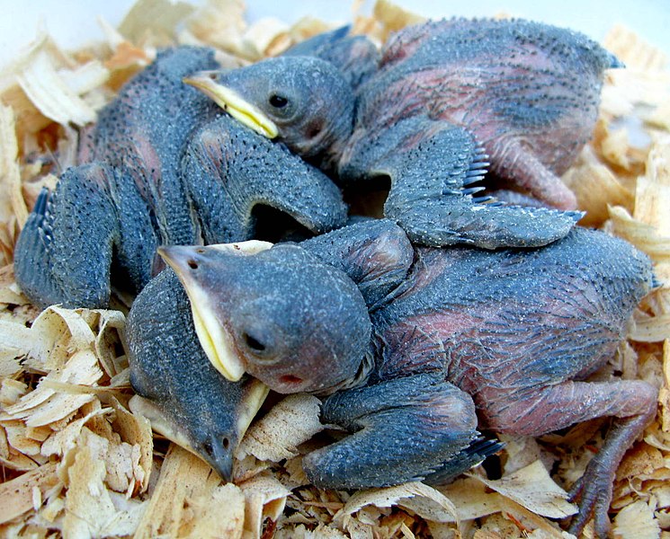 File:Progne subis -Tulsa, Oklahoma, USA -chicks in nestbox-8 (1).jpg