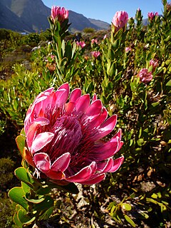 <i>Protea compacta</i> Species of flowering plant in the family Proteaceae