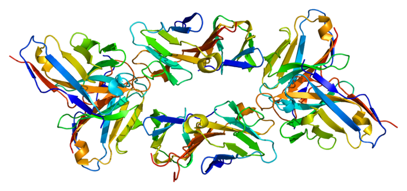 File:Protein CD3E PDB 1xiw.png