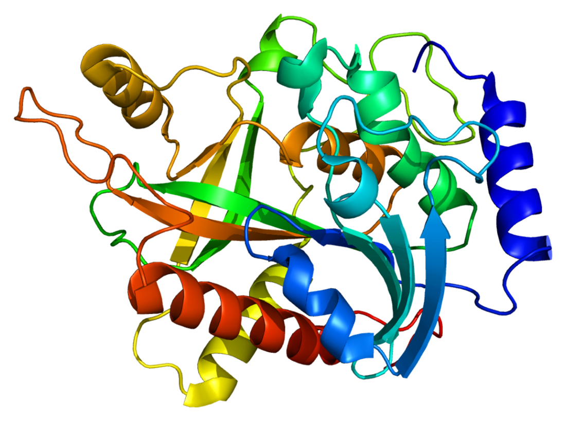 Purine nucléoside phosphorylase