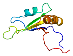 חלבון RBMS1 PDB 1x4e.png