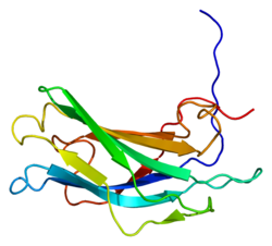 Ақуыз SYT13 PDB 1wfm.png