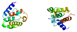 Ақуыз UTRN PDB 1bhd.png