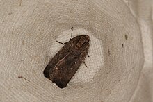 Proteuxoa nycteris (23736032736).jpg