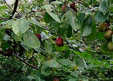 Prunus-domestica.JPG