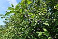 Prunus domestica in Schwinkendorf 2021-09-07 02.jpg