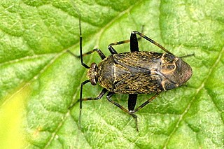 <i>Psallus ambiguus</i> Species of true bug