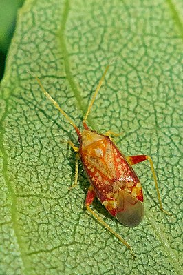 Pseudoloxops coccineus