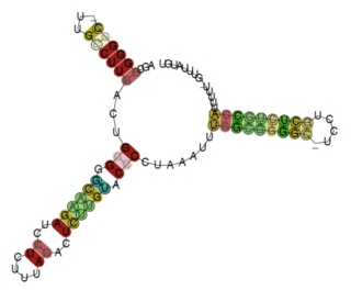 <i>Pseudomonas</i> rpsL leader