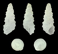 Pseudoscilla bilirata, shell