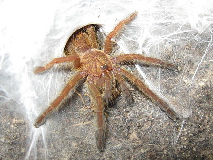 Crickets are reared as food for pets and zoo animals like this baboon spider, Pterinochilus murinus, emerging from its den to feed.
