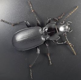 Pterostichus lama