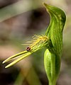 Pterostylis tasmanica