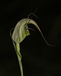 Thumbnail for Pterostylis tenuissima