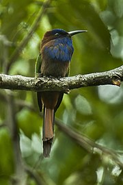 Brown bird with a bluish throat, green wing and a long, curved black beak