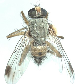 <i>Pygophora apicalis</i> Species of fly in family Muscidae