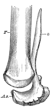 Quarterly Journal of the Geological Society of London, vol. 26 no. 4 fig. 5.png