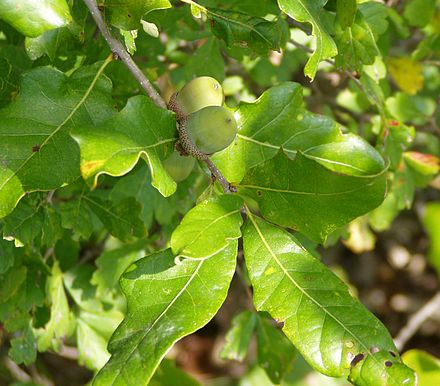 A hybrid white oak, possibly Quercus stellata × Q. muhlenbergii