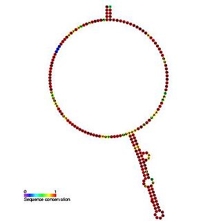 <span class="mw-page-title-main">Small nucleolar RNA Z112</span>