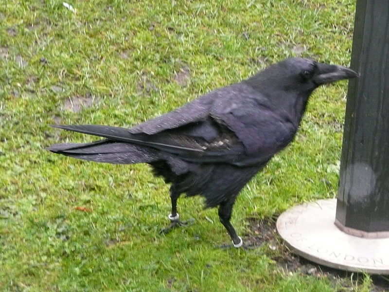 File:Rabe im Tower London mit gestutzem Flügel.JPG