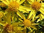 Ragwort flowers (Senecio jacobaea)