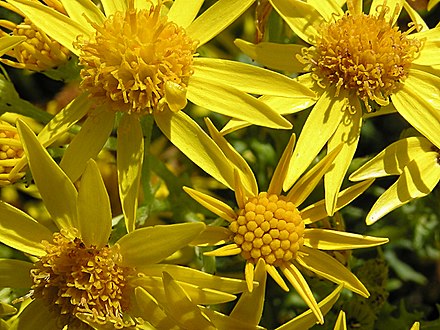 Крестовник обыкновенный. Крестовник Якова Senecio jacobaea. Якобея обыкновенная, крестовник. Крестовник Якова листья. Крестовник Луговой.