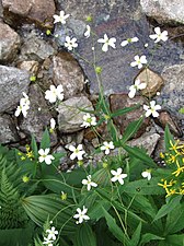 Ranunculus × intermediifolius