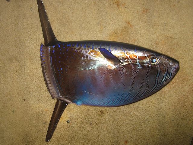 Slender sunfish - Wikipedia