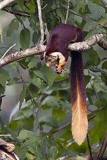 <span class="mw-page-title-main">Indian giant squirrel</span> Species of squirrel