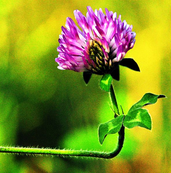 File:Red Clover Cartoonlike DSC 0283.JPG