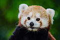 Red Panda (18953177824).jpg