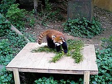 Red panda fuuta.jpg