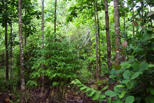 A forest, six years after reforestation efforts