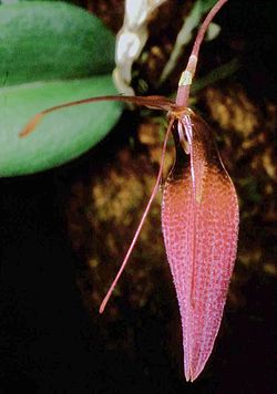 Restrepia dodsonii Orchi 01. jpg