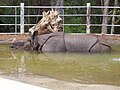 Rhinoceros at SD Zoo