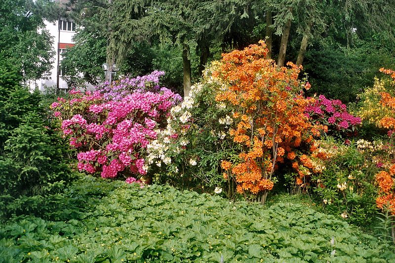 File:Rhododendron Strauch.jpg