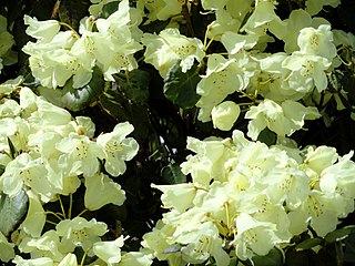 <i>Rhododendron campylocarpum</i> Species of plant