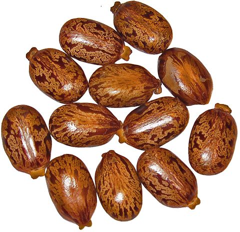 Seeds