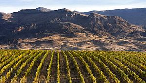 Armenian Wine