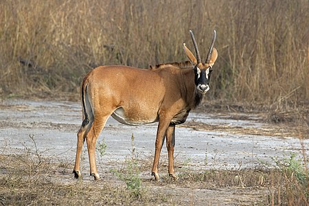 Roan antelope, by Charlesjsharp