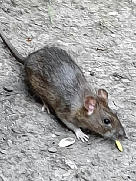 File:Rodentia - Rattus norvegicus - 2.jpg