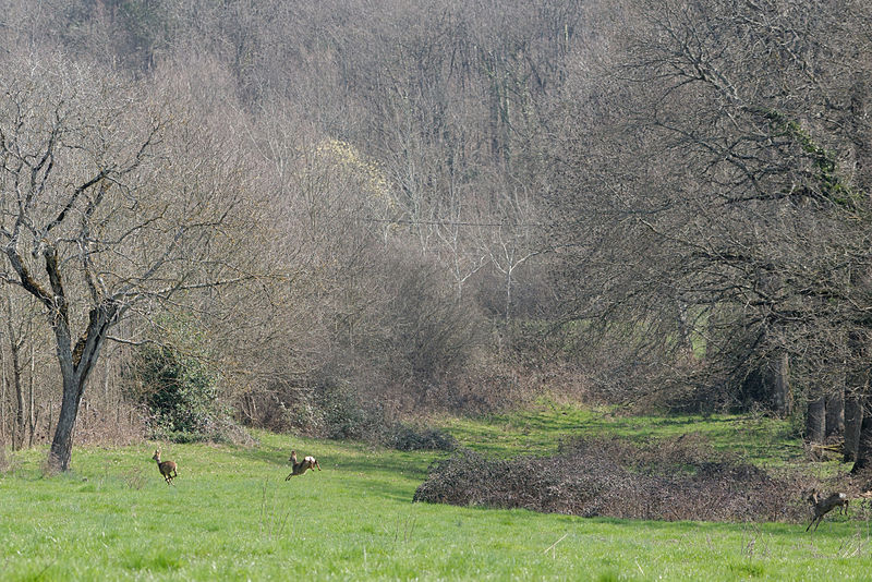 File:Roe deer crossing pasture Auvergne 2013-04-01.jpg