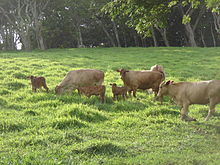 Farbfoto von hellrotem Vieh.  Kühe und Kälber sind in dichtem grünem Gras.
